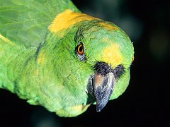 Yellow-Naped Amazon Parrot